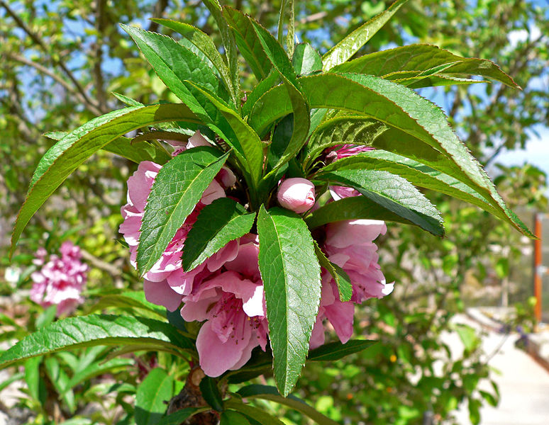 Prunus persica